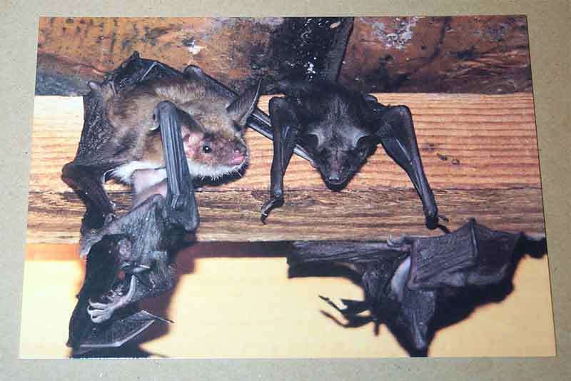 Mausohr-Mutter mit Jungtier