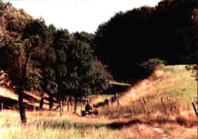 Naturdenkmal Gaulsgräben Ober-Klingen (Südhessen).