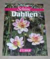 Meyer, Schöne Dahlien