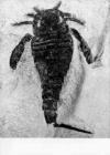Gliederfüßler (Eurypterus remipes).