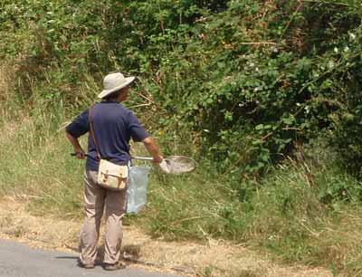 Auf Insektensuche. D. Diehl