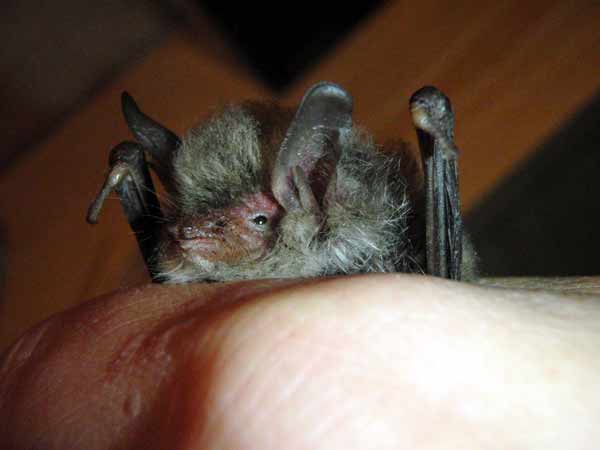 Katzenopfer Fransenfledermaus