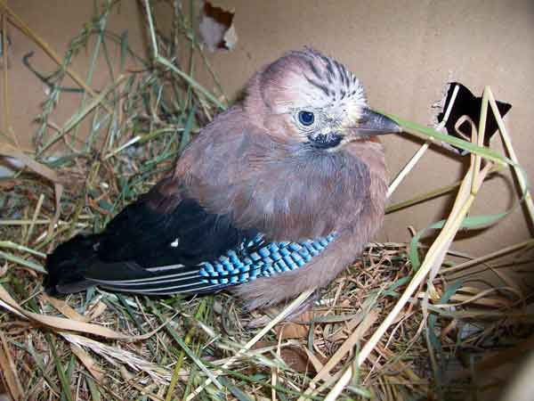 verwaistes Eichelh�her-Junges