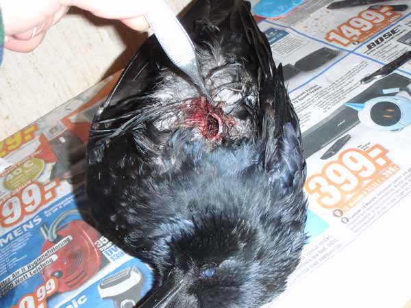 Kr�he, in einem Ort geschossen