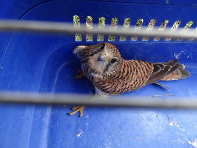 Turmfalke mit Fl�gelprellung