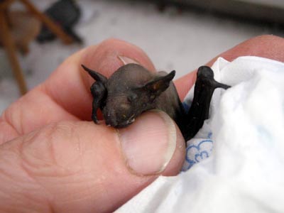 Breitfl�gelfledermaus-Baby