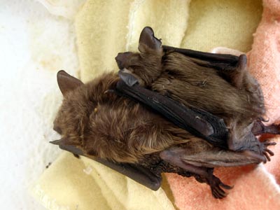 Breitfl�gelfledermaus kranke Mutter mit Kind