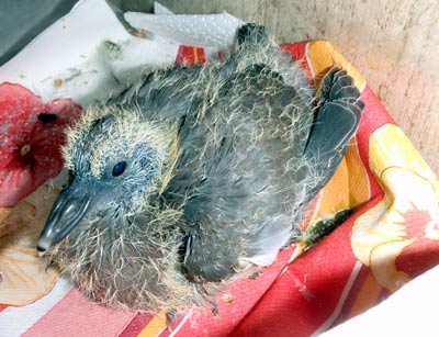 Ringeltaube Jungtier