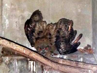 Junguhu mit Wachstumsst�rungen am Gefieder