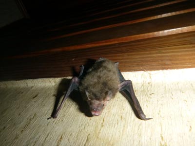 M�ckenfledermaus mit Gelenksentz�ndungen