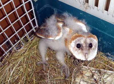 Jungvogel Schleiereule