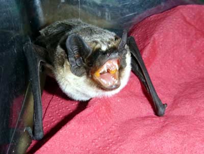 Zweifarbfledermaus in Balzstimmung