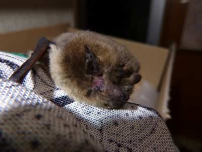 Rauhhautfledermaus mit Augenverlust