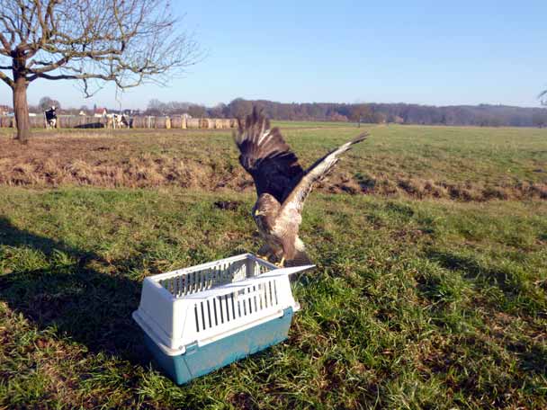 M�usebussard bei Freilassung