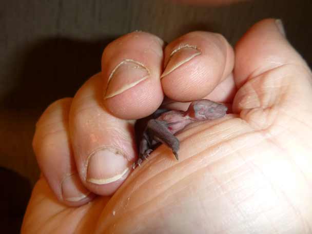 Zwergfledermaus, wenige Tage alt