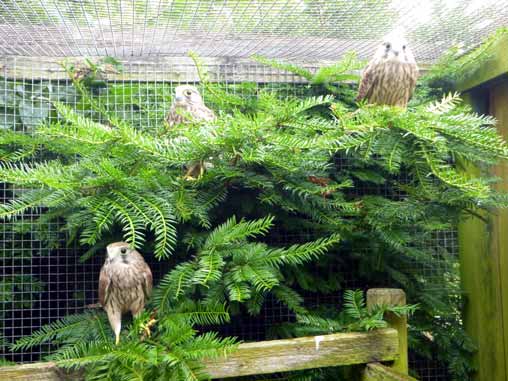 Turmfalken-Geschwister