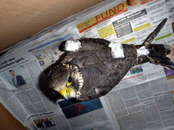Wanderfalke mit Fl�gelbruch