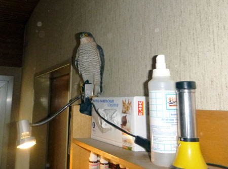 Sperber bei Flugtest. D. Diehl