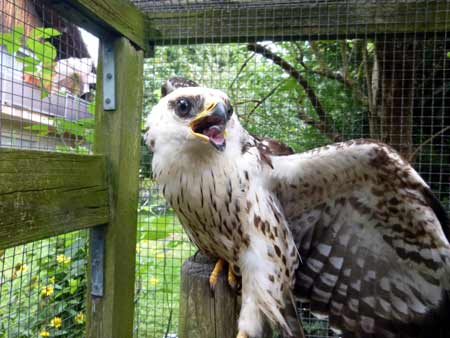 Wespenbussard. Bild: Dirk Diehl