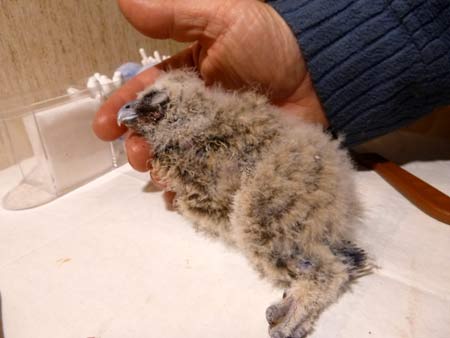 Sterbende junge Waldohreule. Dirk Diehl