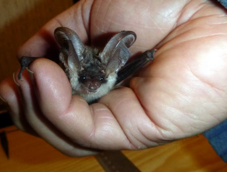 Braunes Langohr. Dirk Diehl