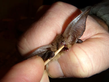 M�ckenfledermaus mit Fehlbildung. D. Diehl