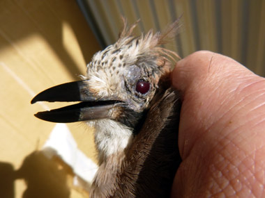 Eichelh�her mit blutigem Auge. Dirk Diehl