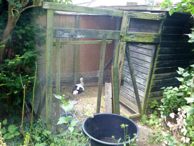 Jungstorch in Voliere. Dirk Diehl