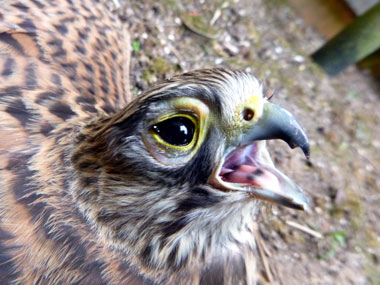 Turmfalke mit Pasteurellen-Infektion. (D. Diehl)
