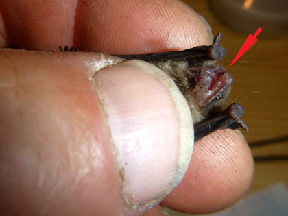 Langohr mit Zungenbelag. D. Diehl