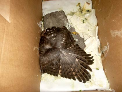 Sperber nach Anprall. Dirk Diehl