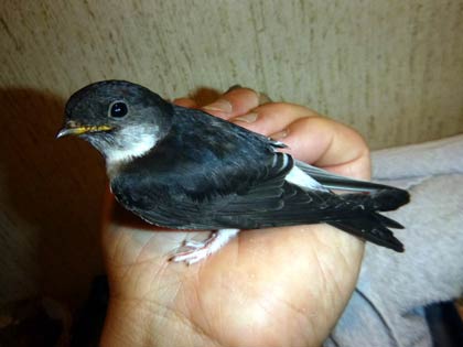 Junge Mehlschwalbe. Dirk Diehl