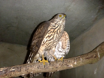 Junghabicht in der Station. D. Diehl