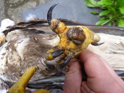 Ballengeschw�r bei M�usebussard. Dirk Diehl