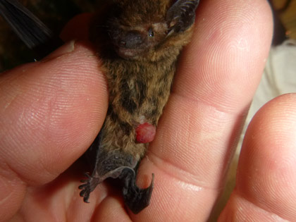 Uterus-Ausst�lpung.  Bild: Dirk Diehl