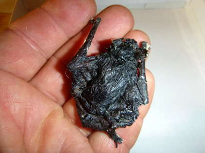 Verklebte Zwergfledermaus. Dirk Diehl