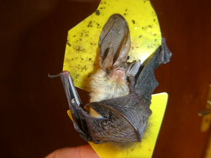 Langohr an Fliegen-Klebfalle. Dirk Diehl