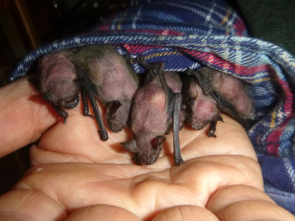 M�ckenflederm�use mit Kahlheit. Dirk Diehl