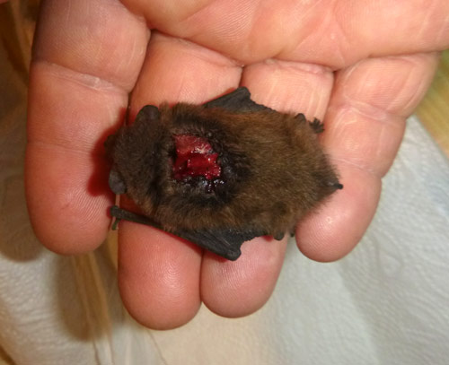 Zwergfledremaus mit gro�er Wunde. D. Diehl