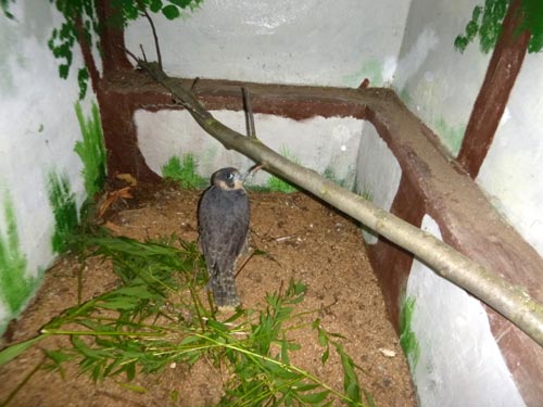 Wanderfalke in der Kammer. Dirk Diehl