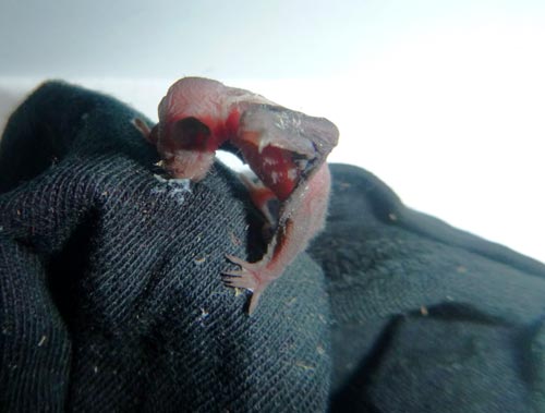 Wenige Tage altes Fledermausbaby. Bild: Dirk Diehl