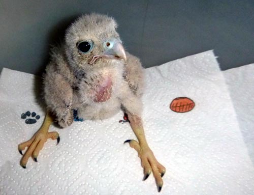 Turmfalkennestling nach Absturz. Dirk Diehl