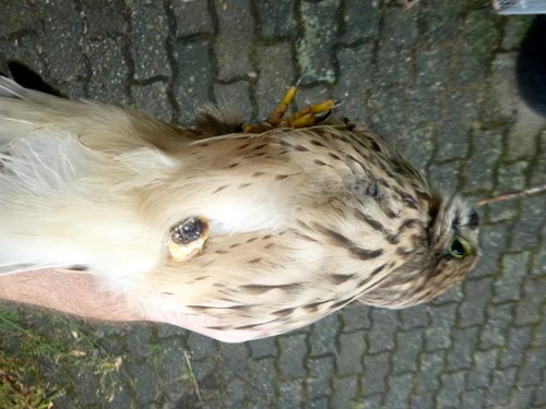 Turmfalke mit Beinverlust. Dirk Diehl