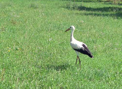 Wei�storch wird freigelassen. Dirk Diehl