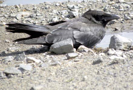 Rabenkr�hen-Findling (O. Diehl)