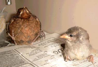 Jungv�gel mit zentralnerw�sen St�rungen