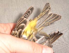 Girlitz mit verklebten Federn