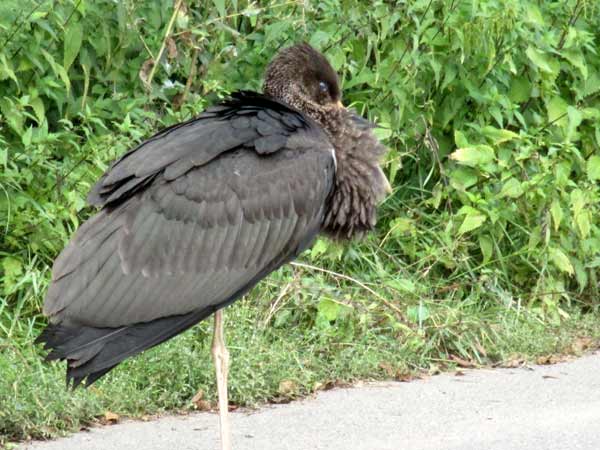 kr�nkelnder Schwarzstorch (D. Diehl)