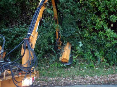 Bambusmahd mit schwerem Ger�t 