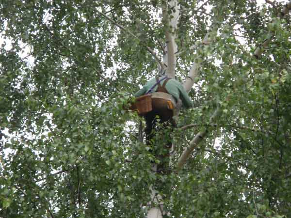 Mitarbeiter bringt Ersatznest an